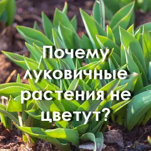 Почему луковичные растения не цветут?