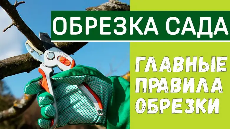 Как правильно делать обрезку дерева весной Как правильно делать обрезку дерева весной