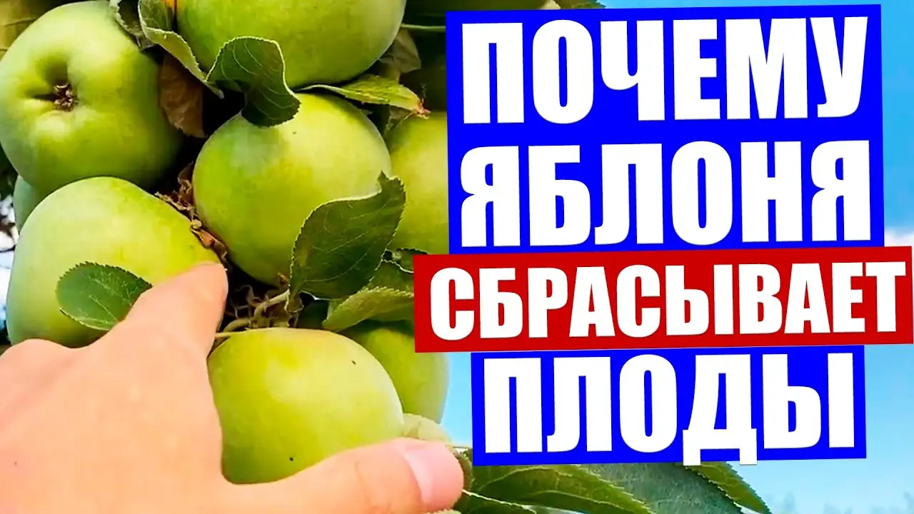 Дерево лучше знает, сколько плодов вам нужно! Опадение яблок – это не провал, а победа природы