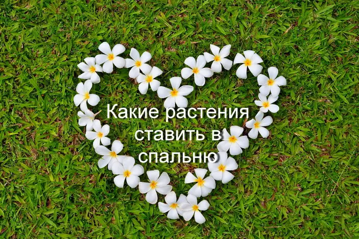 Какие растения можно ставить в спальню