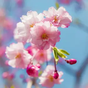 Почему вишня цветёт, но ягод нет
