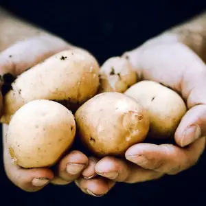 Как выбрать сорт картофеля и повысить его урожайность