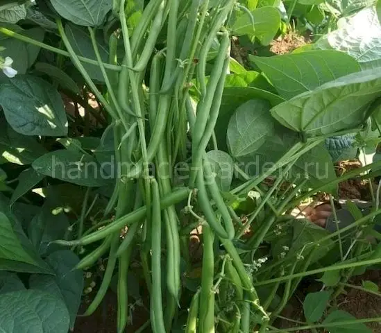 Фасоль Фасоль