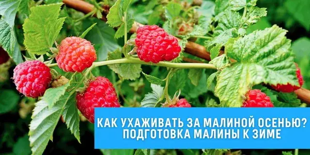 Осенняя обрезка малины Осенняя обрезка малины