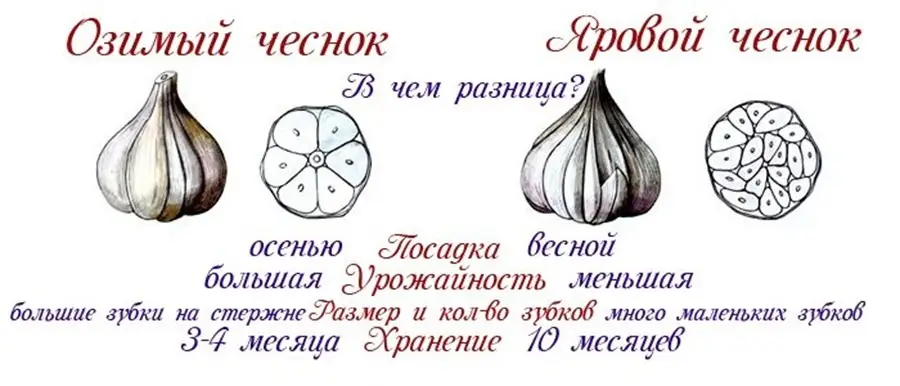 Выбор сорта чеснока