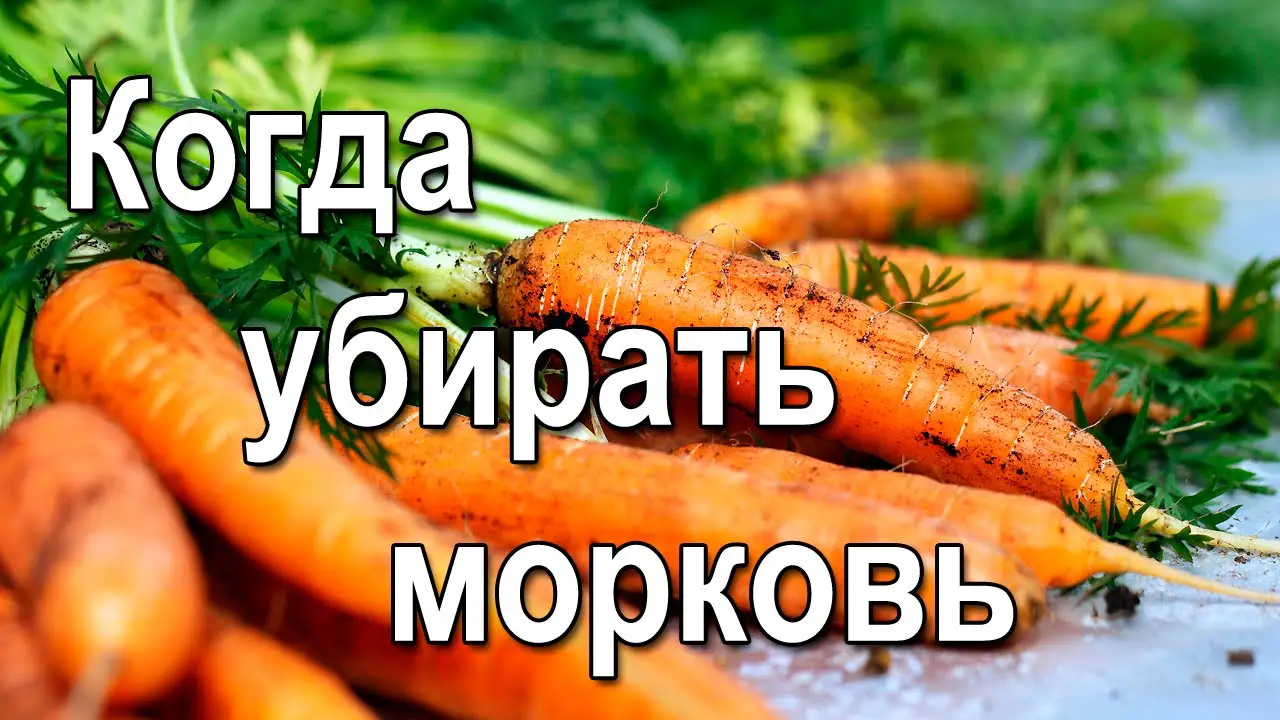 Благоприятные дни для сбора и хранения урожая моркови