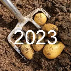 Когда копать картофель в августе и осенью 2023 года