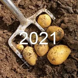 Уборка картошки в 2021 году по лунному календарю