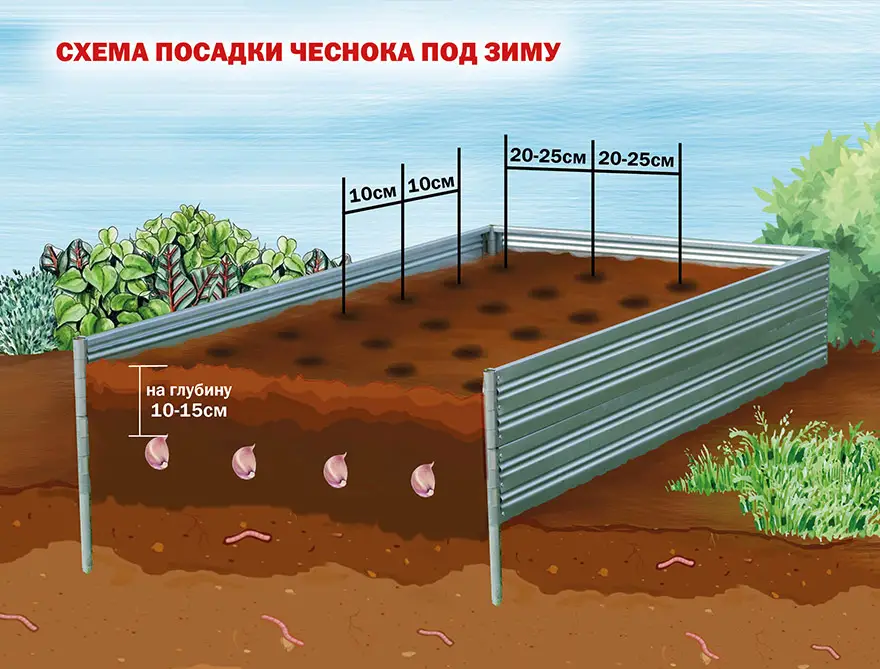 Как выбрать место для посадки чеснока Как выбрать место для посадки чеснока