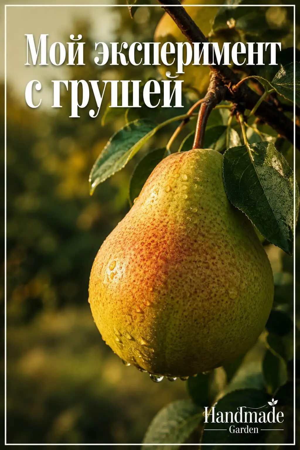 Мой эксперимент с грушей