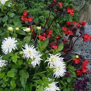 растения, которые не боятся засухи