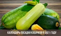 Посадка кабачков по лунному календарю в 2021 году