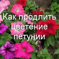 Как продлить цветение петунии