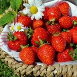 Календарь дачника на 15-30 июня: список самых важных дел