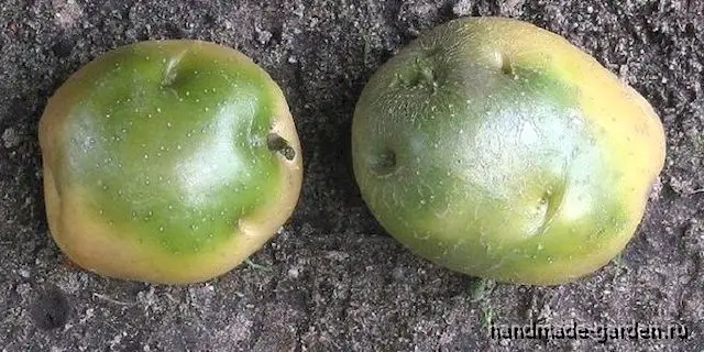 Что делать с проросшей картошкой Что делать с проросшей картошкой