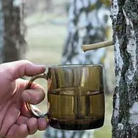 Как заготовить березовый сок с лимоном и сохранить его до зимы?