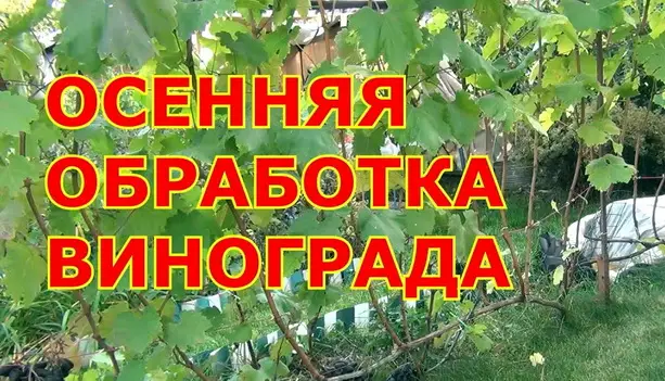 Осеняя обработка винограда&nbsp;от болезней и вредителей