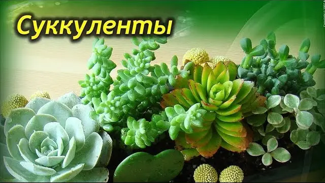 Что такое суккуленты?