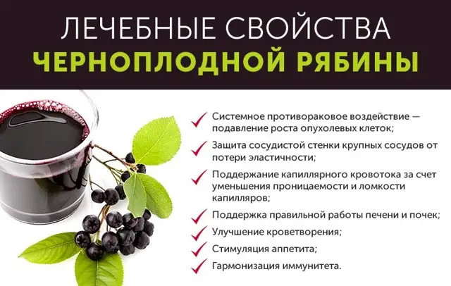 Полезные свойства черноплодной рябины Какие полезные вещества содержит черноплодная рябина