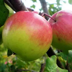 Когда собирать яблоки