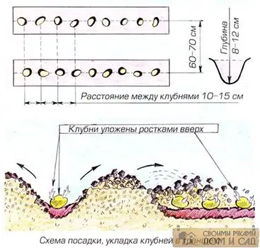 как правильно садить картофель