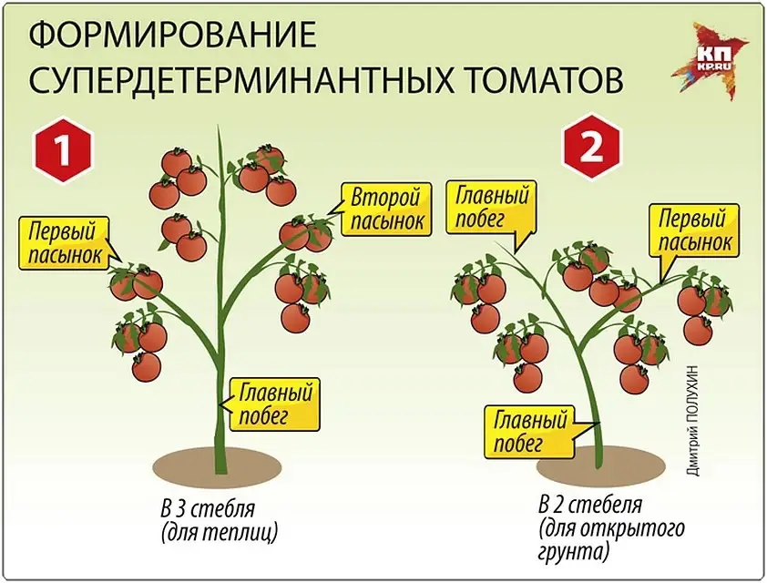 Как формировать супердетерминантные сорта