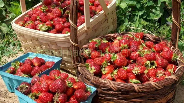Способы посадки клубники Способы посадки клубники