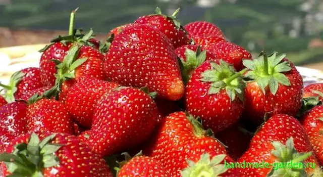 Лучшие сорта клубники, урожай которых можно собирать весь сезон
