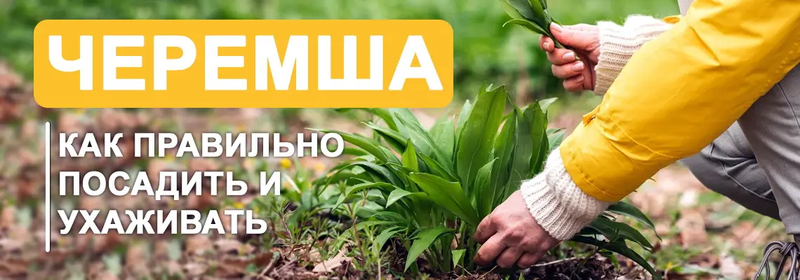 Самое начало осени считается лучшим периодом для посадки черемши