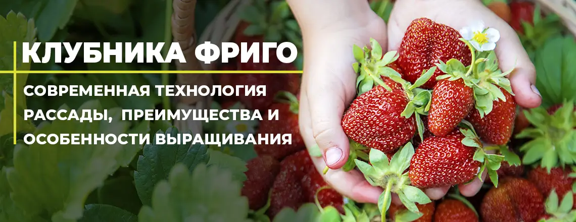 Фриго &ndash; это не что иное, как замороженные саженцы клубники