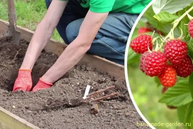 Преимущества осенней посадки малины: