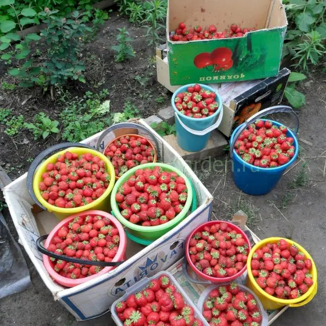 В низинах выращивать клубнику не рекомендуется В низинах выращивать клубнику не рекомендуется