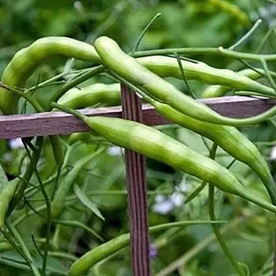 Редис змеиный (стручковый), также известный как Raphanus caudatus