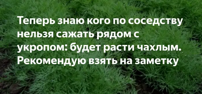 Опытные дачники советуют размещать рядом на грядке с укропом огурцы, помидоры и редис.