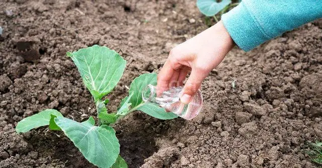 Обработка капусты от болезней и вредителей по Лунному календарю в 2021 году Обработка капусты от болезней и вредителей по Лунному календарю в 2021 году