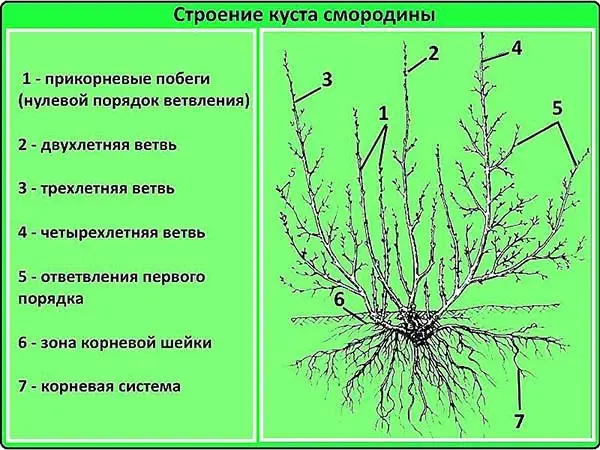Своевременная обрезка чёрной смородины