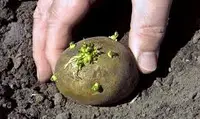 Как посадить картофель