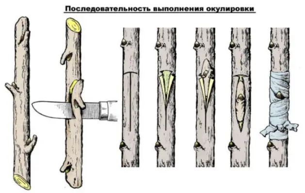 Как прививать сливу методом окулировки