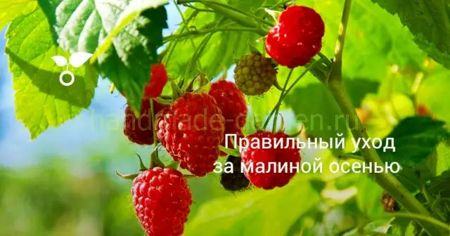 В каких случаях обрезают малину в сентябре В каких случаях обрезают малину в сентябре