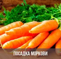 Посадка моркови в 2025 году по лунному календарю