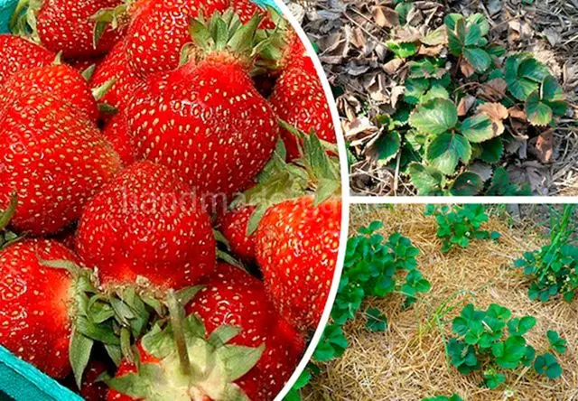 Поливать&nbsp;клубничную плантацию рекомендуется обильно и регулярно