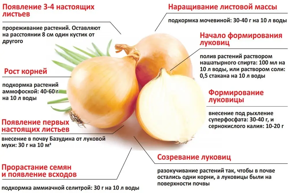Чем обработать лук от болезней и вредителей Чем обработать лук от болезней и вредителей