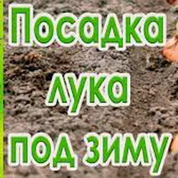 Когда садить лук под зиму