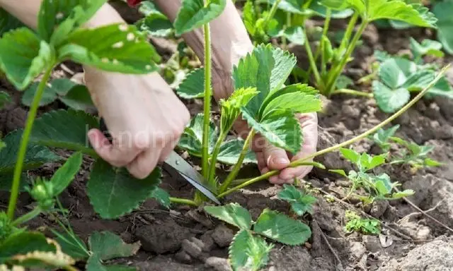 Цветущие кусты клубники