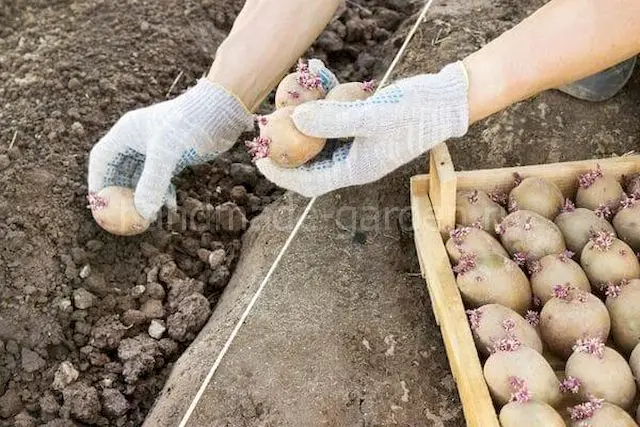 Как сажать картофель