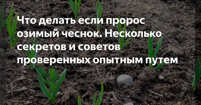 Как спасать проросший чеснок Как спасать проросший чеснок