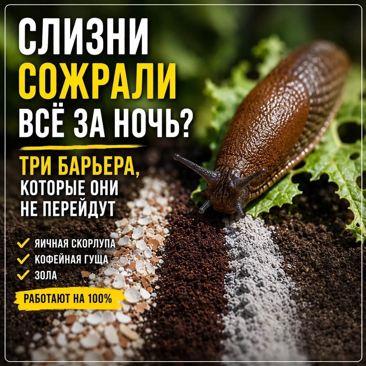 Ловушки для слизней