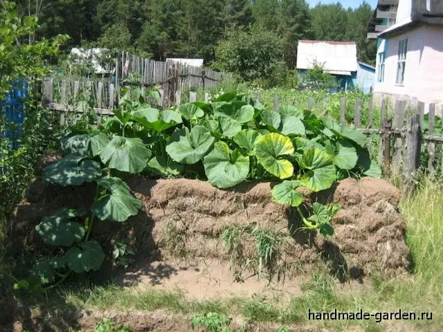 Посадка на компостной куче