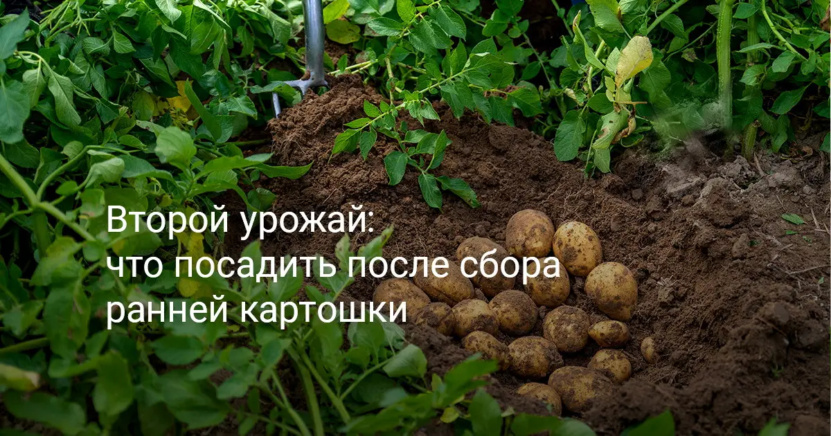 Что посадить после картофеля? Что посадить после картофеля?