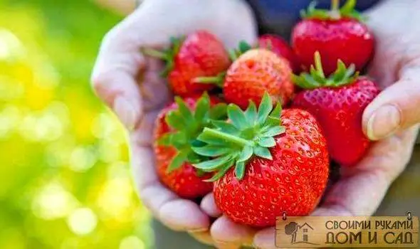 уход за клубникой после плодоношения уход за клубникой после плодоношения